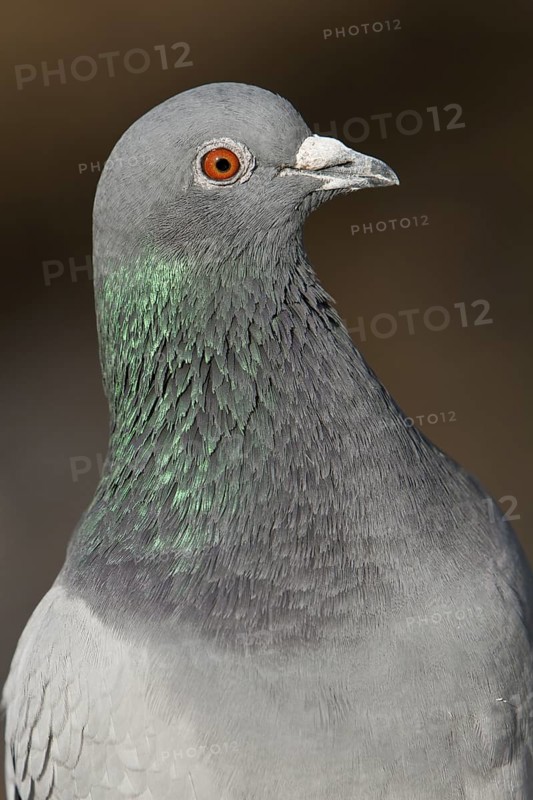 Rock Dove (Columba livia), British Columbia, Canada
