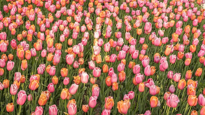 A vibrant field of pink and orange tulips in full bloom, creating a colorful and lush landscape. Perfect for spring themed designs and botanical visuals