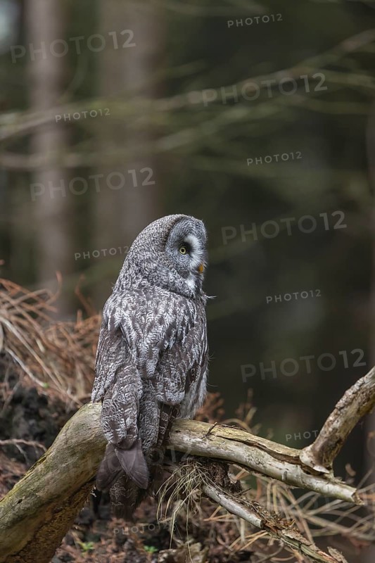 One great grey owl (Strix nebulosa) sitting on the root of a fallen spruce tree