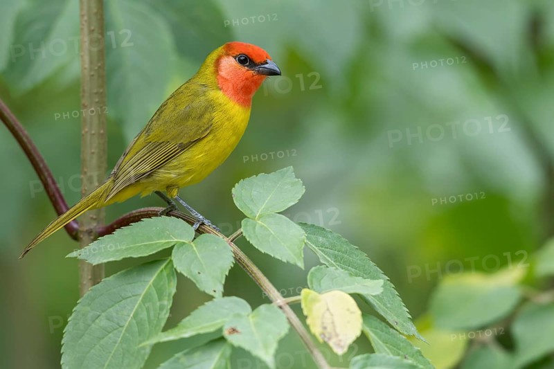 Red-headed Tanager (Piranga erythrocephala) perched on a branch in Oaxaca, Mexico