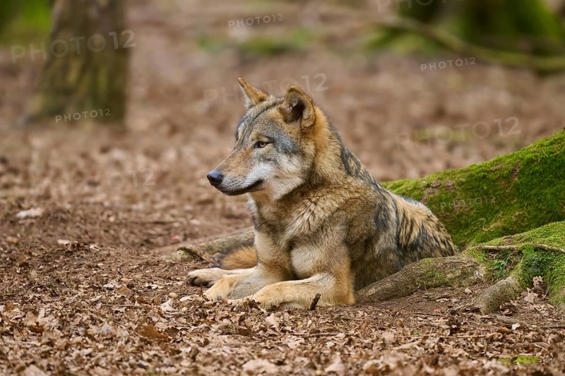A wolf lies relaxed in the forest on a leaf-covered ground, Wolf (Canis Lupus), Germany