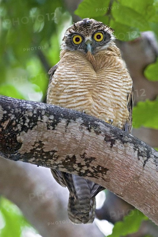 Rufous Owl (Ninox rufa), Northern Territory, Australia