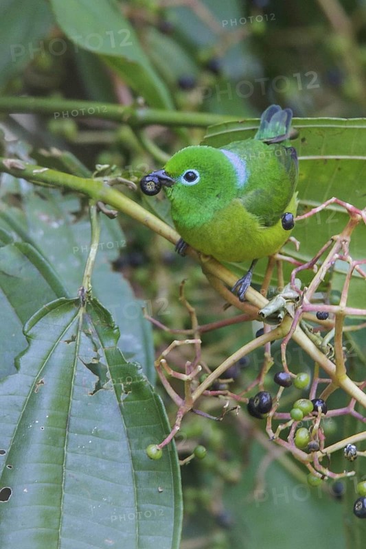 Blue-naped Chlorophonia (Chlorophonia cyanea) perched on a branch in Manu National Park, Peru
