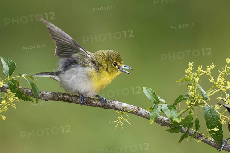 Yellow-throated Vireo (Vireo flavifrons) perched on a branch, Texas, USA