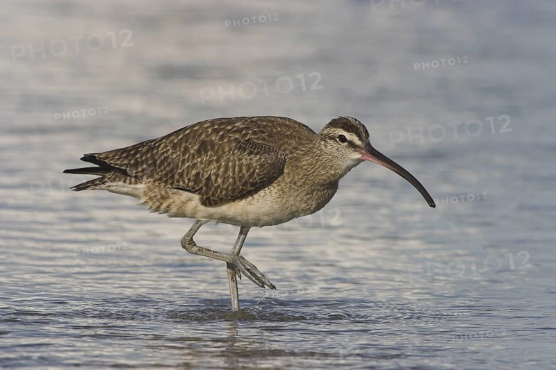 Whimbrel (Numenius phaeopus), Costa Rica