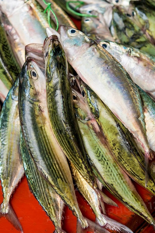 Fisch auf dem Sir Selwyn Selwyn, Clarke Market, Victoria, Mahe, Republik Seychellen, Indischer Ozean