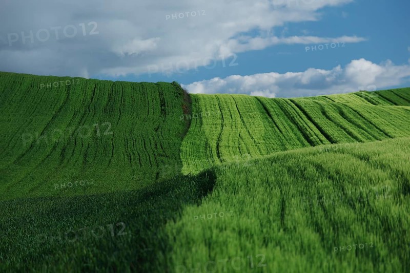 A panoramic view of lush green fields rolling under a partly cloudy sky, displaying vibrant hues in the crops. The serene landscape evokes peace and natural beauty