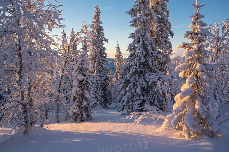 Snowy spruces and birches, Norrbotten, Lapland, Sweden, February 2024