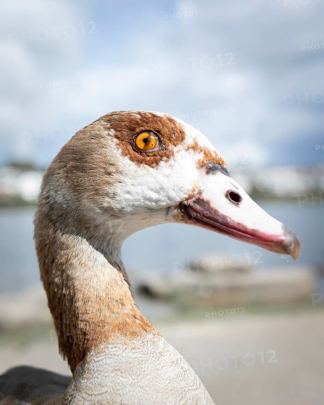 Nile goose (Alopochen aegyptiaca) in profile view, close-up, nictitating membrane half over the eye, called third eyelid, looking to the right, standing on a path, a lake and residential buildings are blurred in the background, Phönixsee, Dortmund, North Rhine-Westphalia, Germany