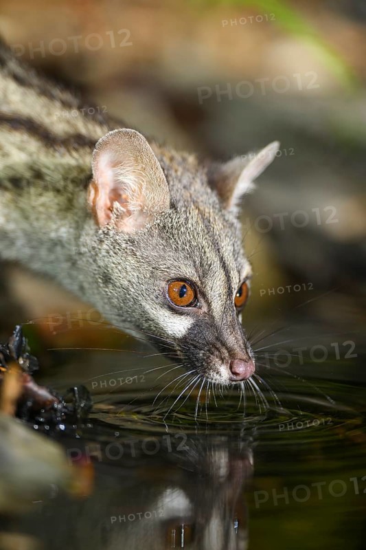 Common genet (Genetta genetta) drinking water at the shore of a lake, wildlife in a forest, Montseny National Park, Catalonia, Spain