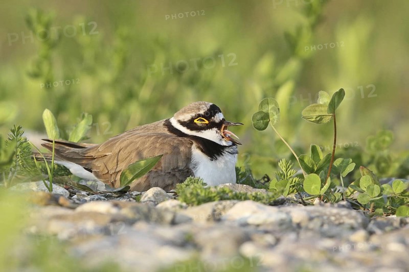 Little Ringed Plover (Charadrius dubius) male, Zurich, Switzerland