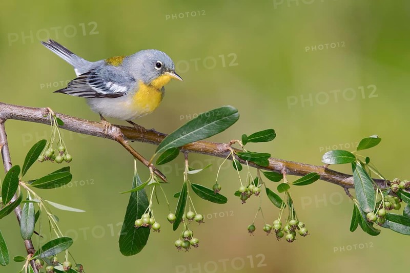 Northern Parula (Setophaga americana) male perched on a branch, Texas, USA