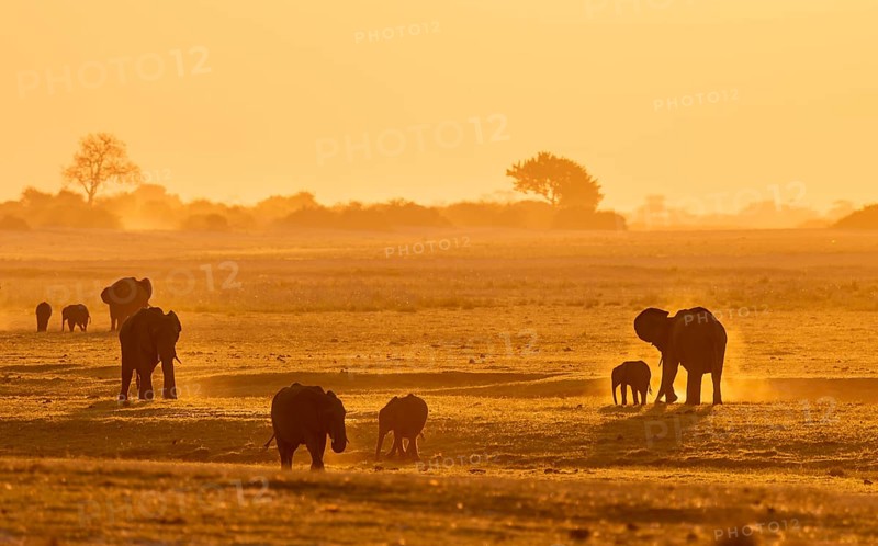 African elephant (Loxodonta africana), silhouette, sunset, atmospheric light, Ihaha, Chobe National Park National Park, Botswan