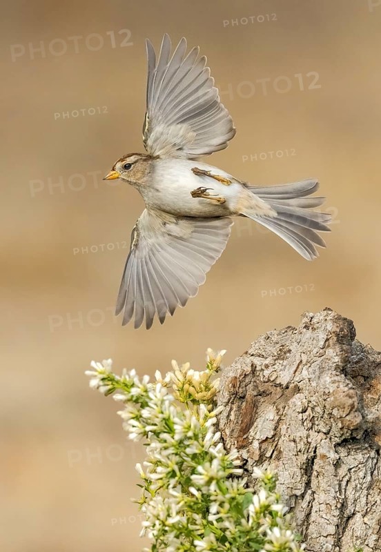 White-crowned Sparrow (Zonotrichia leucophrys) flying, California, USA