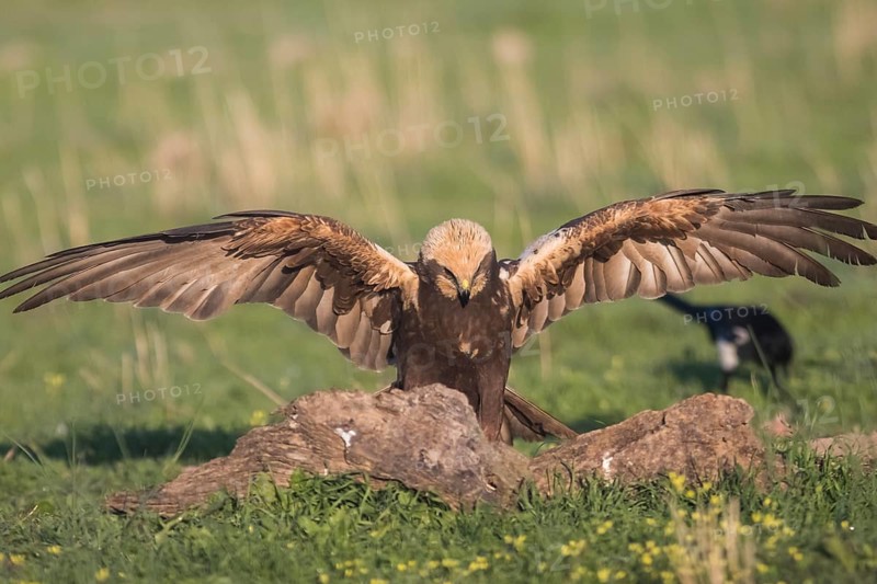 Marsh harrier (Circus aeruginosus), Extremadura, Castilla La Mancha, Spain