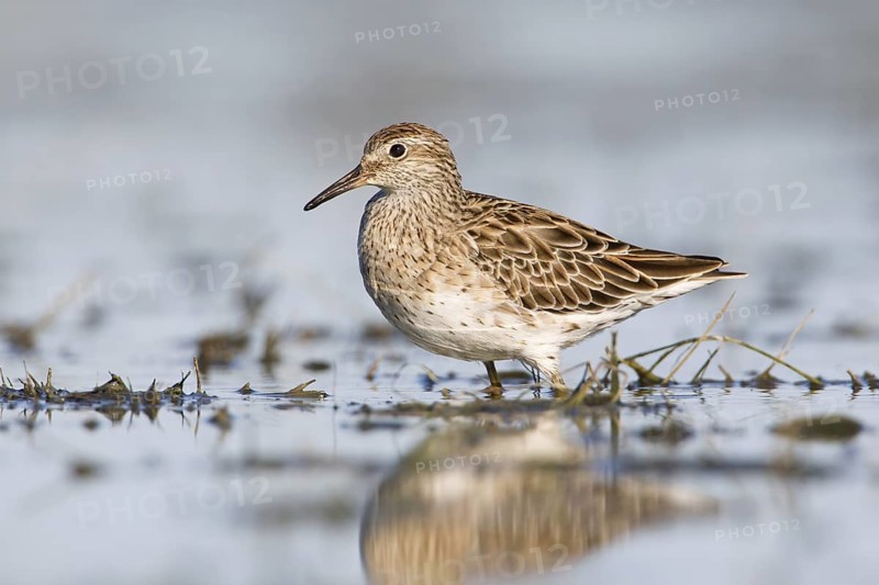 Sharp-tailed Sandpiper (Calidris acuminata), Victoria, Australia