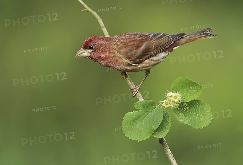 Purple Finch (Haemorhous purpureus) male, British Columbia, Canada
