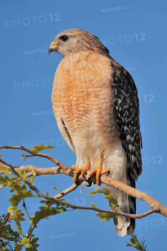 Red-shouldered Hawk (Buteo lineatus), Everglades National Park, Florida, USA