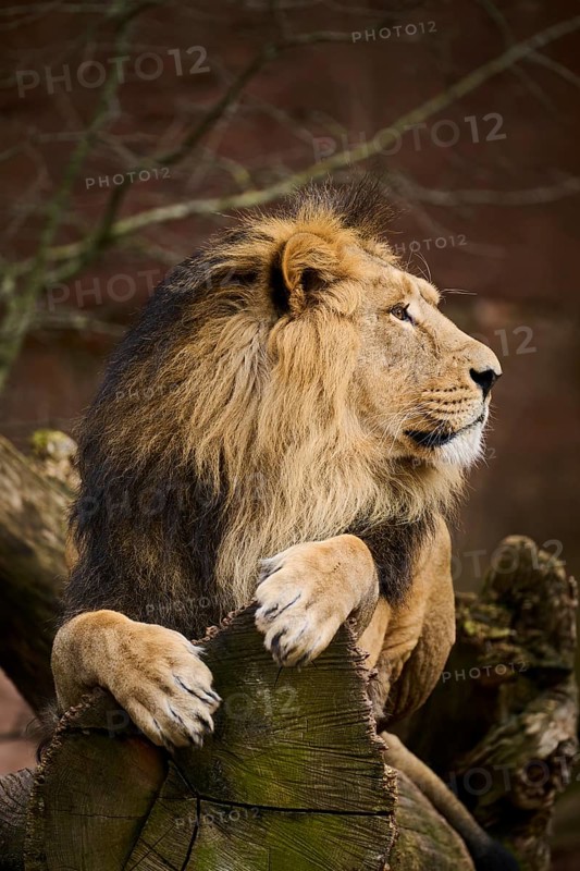 Asiatic lion (Panthera leo persica) male lying, Germany