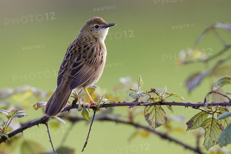 Common Grasshopper Warbler (Locustella naevia), Asturias, Spain