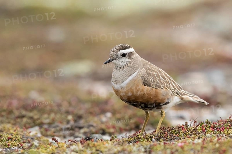 Eurasian Dotterel (Charadrius morinellus), Dalarna, Sweden
