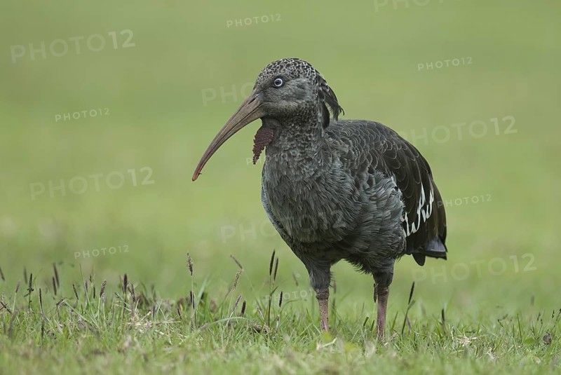 Wattled Ibis (Bostrychia carunculata), Ethiopia