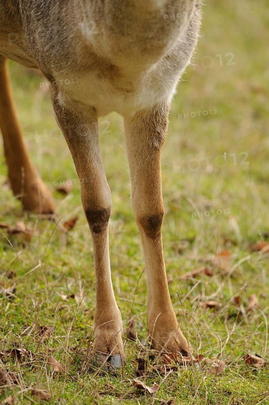 Close-up of roe deer legs on grassy ground, fallow deer (Dama dama), Bavaria