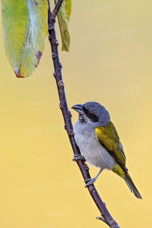 Yellow-shouldered Grosbeak (Parkerthraustes humeralis) perched on a branch in the Amazon of Brazil