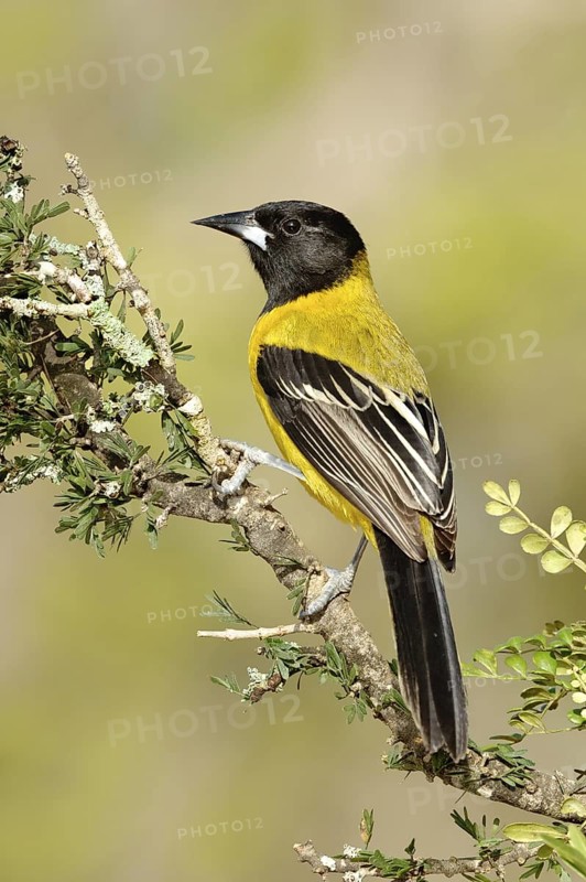 Audubon's Oriole (Icterus graduacauda), Texas, USA