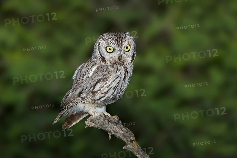 Western Screech-Owl Megascops kennikottii Tucson, Pima County, Arizona, United States 26 April Adult Strigidae
