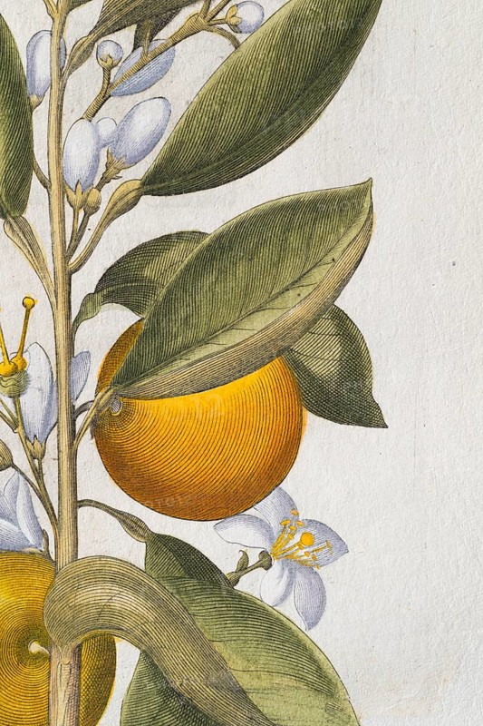 Orange with buds and blossoms, hand-coloured copperplate engraving by Basilius Besler, from Hortus Eystettensis, 1613