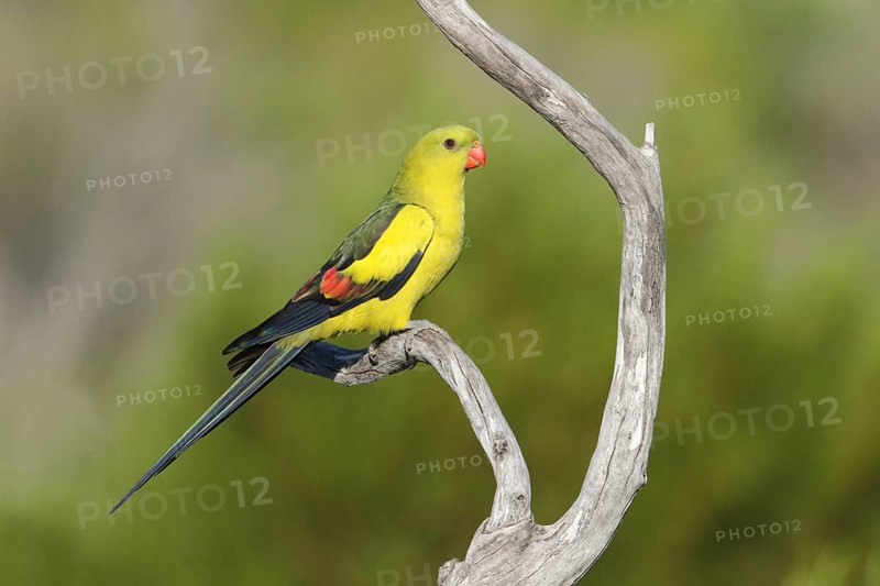 Regent Parrot (Polytelis anthopeplus) male perched on a branch, Victoria, Australia