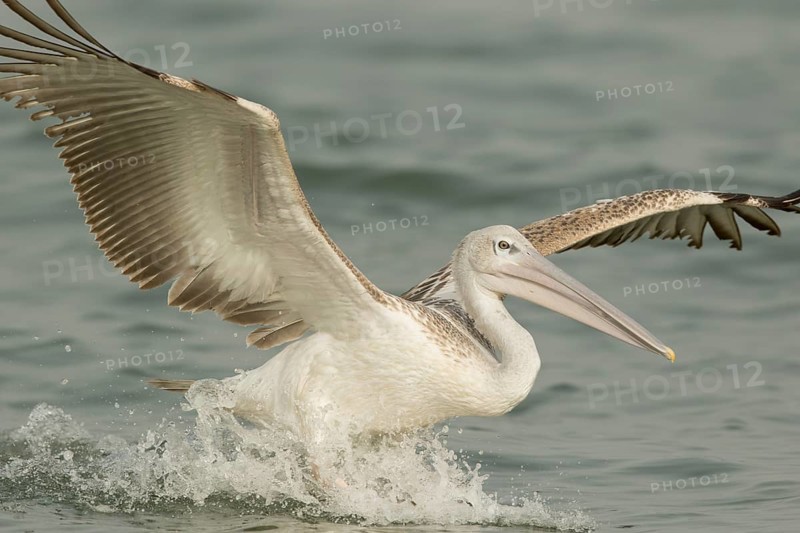 Pink-backed Pelican (Pelecanus rufescens) juvenile landing, Gambia
