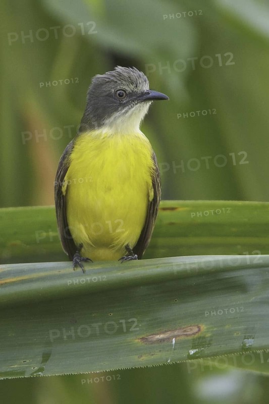 Grey-capped Flycatcher (Myiozetetes granadensis), Manu National Park, Peru