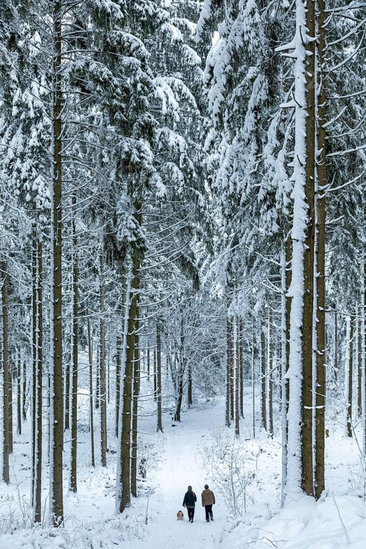 Two woman taking a walk with a dog through a snowy forest, winter, snow, Sieversen, Samtgemeinde Rosengarten, Lower Saxony, Germany
