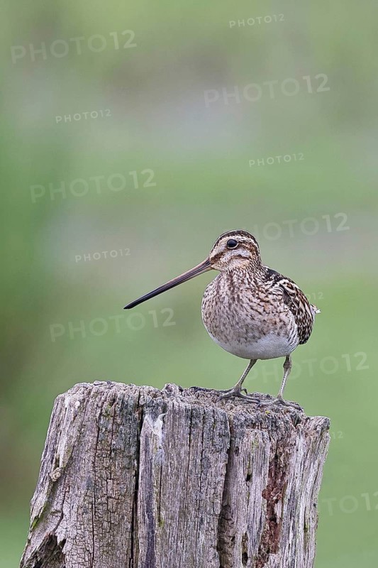 Snipe (Gallinago gallinago), standing on fence posts of a pasture, on moorland, snipe birds, wildlife, nature photography, Ochsenmoor, Naturpark Dümmer See, Hüde, Lower Saxony, Germany