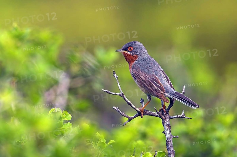 White-bearded warbler, (Sylvia cantillans), perch, biotope, bearded warbler, songbird, warbler family, perch, Petra, Lesvos Island, Greece