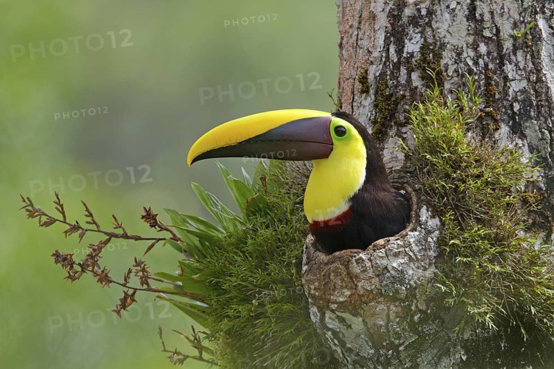 Yellow-throated Toucan (Ramphastos ambiguus swainsonii) on nest in hole of rainforest tree, Costa Rica