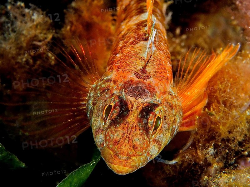 Black-faced blenny (Tripterygion delaisi)