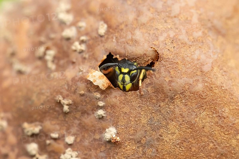 Common wasp (Vespula vulgaris) adult insect emerging from a fallen pear fruit in a garden in summer, Suffolk, England, United Kingdom