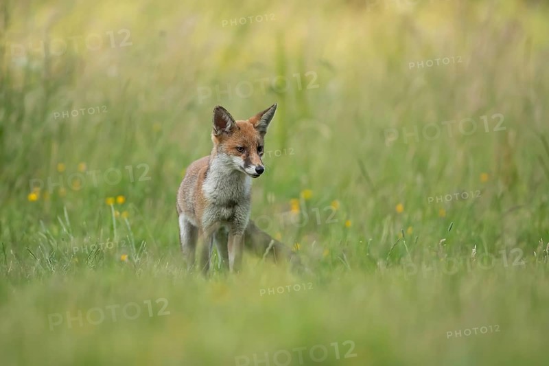 Red fox (Vulpes vulpes) juvenile baby cub animal in countryside grassland with wildflowers in summer, England, United Kingdom