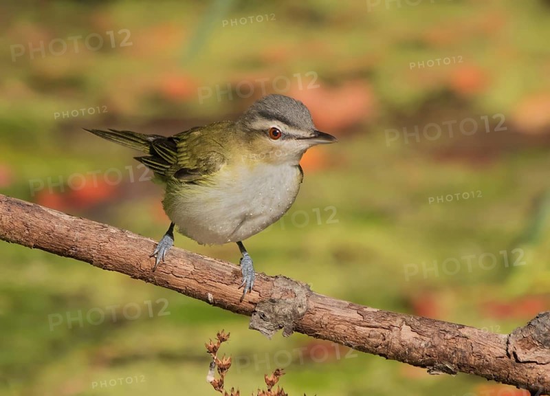 Red-eyed Vireo, Vireo olivaceus, perched over a pond in the fall in Saskatoon, Saskatchewan