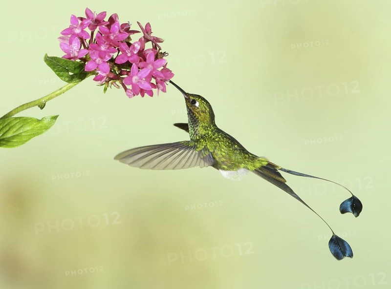 Booted Racket-tail (Ocreatus underwoodii) male, Ecuador