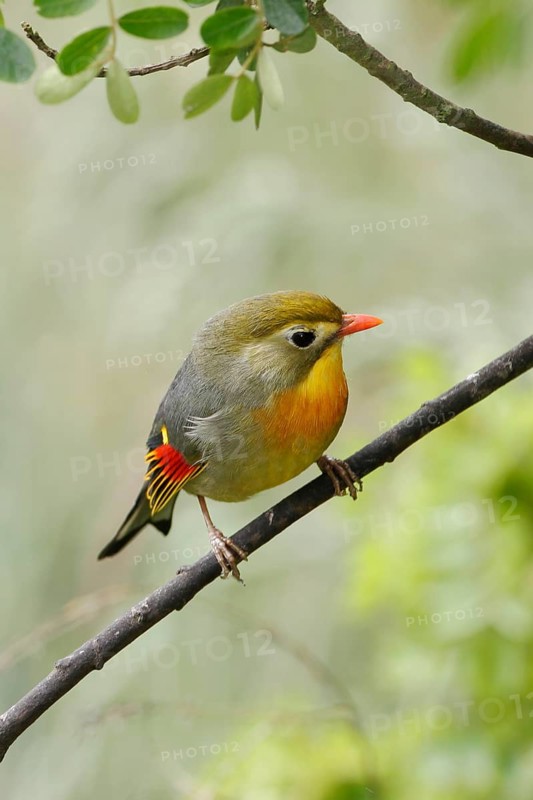Red-billed Leiothrix, Leiothrix lutea