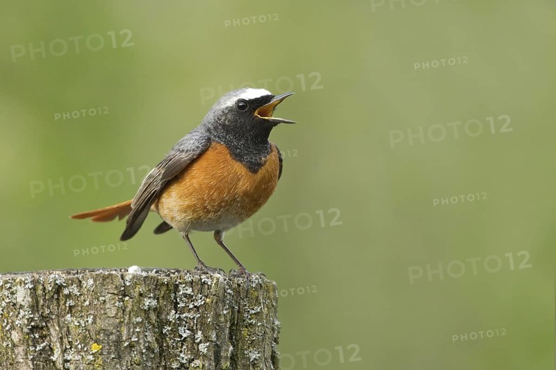 Common Redstart (Phoenicurus phoenicurus) male singing, Rhineland-Palatinate, Germany