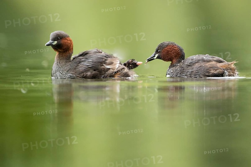 Little Grebe (Tachybaptus ruficollis) pair with chick, Hesse, Germany