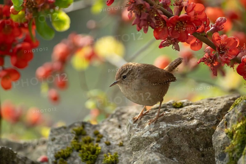 Eurasian wren (Troglodytes troglodytes) adult garden bird on a stone wall, Derbyshire, England, United Kingdom