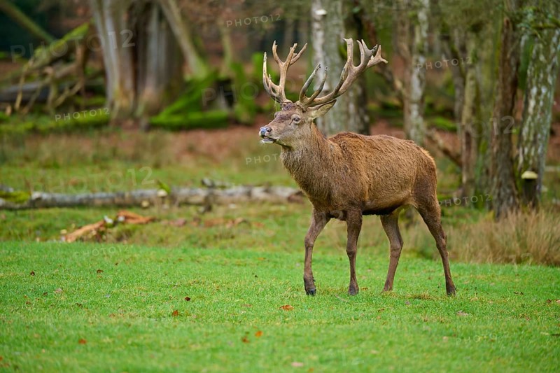 A dominant stag with impressive antlers strides through the forest, red deer (Cervus elaphus), Hesse, Germany