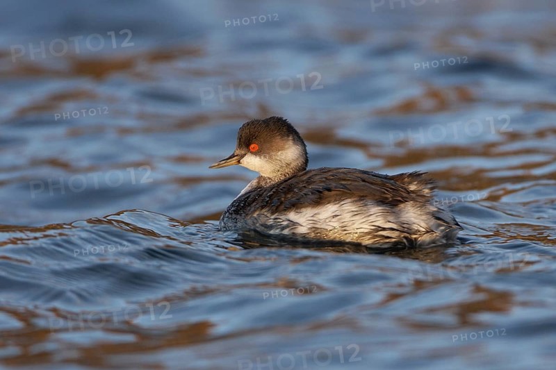 Black-necked Grebe (Podiceps nigricollis), Berlin, Germany
