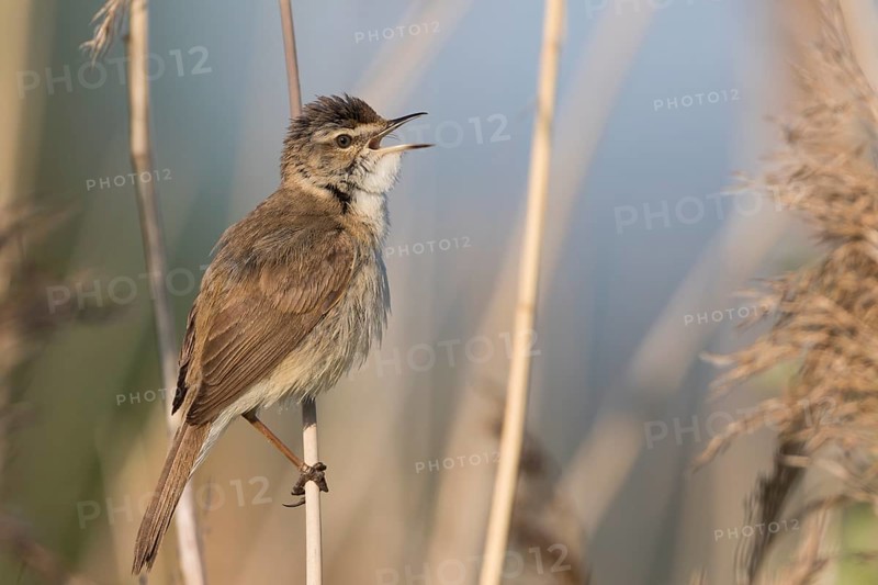 Paddyfield Warbler - Feldrohrsänger - Acrocephalus agricola ssp. septimus, Russia (Ural)